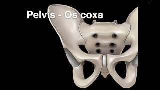 Pelvis Osteology Os coxa [upl. by Neuberger]