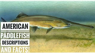 American Paddlefish  Descriptions and Facts [upl. by Hsuk58]