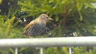 ASMR Starlings singing Slowed Down SOUNDS AMAZING [upl. by Renita84]