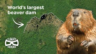 This Beaver Dam is So Huge You Can See It from Space  Climate Heroes [upl. by Adnilram305]