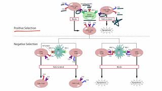 Thymus and T Cell Development  Immunology [upl. by Wendell]