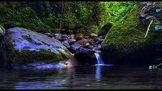 Relaxing Nature Sounds for Relaxation  Natural Calm Forest Waterfall for Treating Streess [upl. by Lahcsap804]