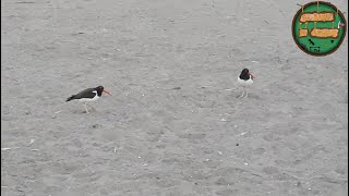 Pilpilén Haematopus palliatus Emitiendo su canto  Aves de Chile [upl. by Enyleuqcaj512]