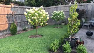 Basic care of Hydrangea paniculata Limelight from Proven Winners [upl. by Enileqcaj]