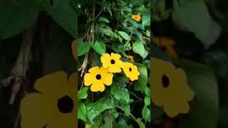 Black Eyed Susan Vine  Flowering Plant shorts [upl. by Ettecul]