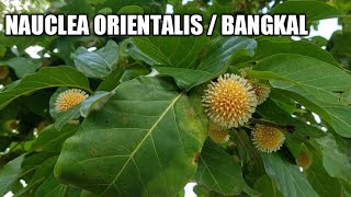 Nauclea Orientalis Bangkal Tree  Medicinal Herbs [upl. by Drhacir]