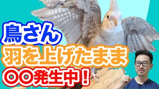 【質問コーナー】インコさんが果物を食べた後にモグモグ…ストレス？鳥さんが飛んだ後に羽をあげたままになる…脱臼？マメルリハさんの発情がおさまりません…卵を産まないから？などにお答えしました！ [upl. by Zetram]