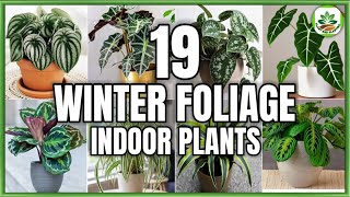 19 Indoor Foliage Plants for Winter  Winter Indoor Plants to grow with Care  Plant and Planting [upl. by Adnicul]