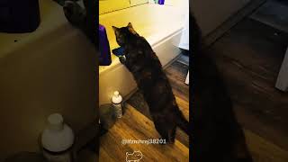 Hilarous moments of scared catscat kitten funnycat funnyanimals funnypets [upl. by Anomahs191]