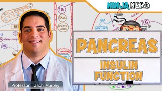 Endocrinology  Pancreas Insulin Function [upl. by Odele]