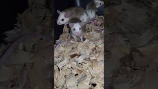 Rodent Breeding 1 [upl. by Secor135]