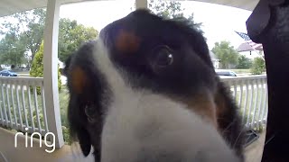 Dog Patiently Waits to be Let Inside After Pressing Video Doorbell  RingTV [upl. by Evin452]