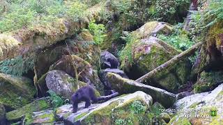 Black bear cubs venture out of cave Tongass National Forest AK 24 July 2024 exploreorg [upl. by Markiv]