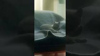 🐱🌎 shorts britishshorthair​ reels cat trendingshorts catshorts cats catlover [upl. by Lexerd]