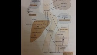 Metabolismo de los carbohidratos Su fisiología y sus hormonas [upl. by Alverta]