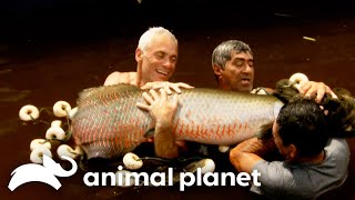 Jeremy Gets ATTACKED by a Swarm of Arapaima  River Monsters  Animal Planet [upl. by Whiney826]