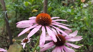 Cómo cuidar de la Equinacea purpureaEchinacea Eastern purpleconeflowerPurpleconeflower [upl. by Aerdnaeel]