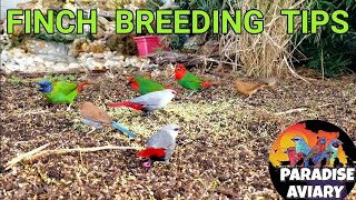 How To Breed Finches [upl. by Shoshana]