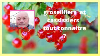 Groseilliers cassissiers comment avoir beaucoup de fruits [upl. by Ennayelsel]