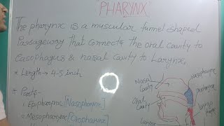 Pharynx  Anatomy and disorders [upl. by Pack773]