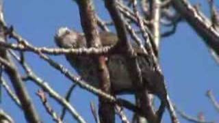 Browneared Bulbul [upl. by Farmelo]