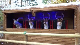 Centre Parcs Singing Reindeer  Ding Dong [upl. by Hanako]