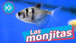 PECES tetra MONJA · Gymnocorymbus ternetzi 🙏 [upl. by Becky]