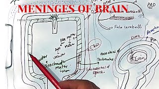 Meninges of brain and spinal cord anatomy  dura mater arachnoid mater  pia mater  CSF [upl. by Sabino932]