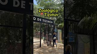 Visitamos el zoologico de Tizimin en yucatan [upl. by Aicsile]