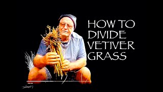 Dividing Vetiver  How to divide Vetiver Grass [upl. by Puett]