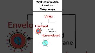 Viral classification based on morphology animation virus [upl. by Lucio756]