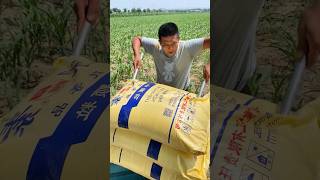 Fertilizing corn seedlings process farming [upl. by Eniarol]