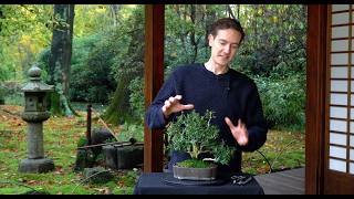 Making a Buxus Bonsai  Part II [upl. by Koblas]