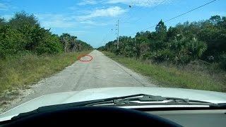 Snake  Picayune Strand WMA Collier County FL [upl. by Aseel]