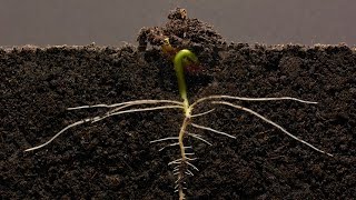 Bean TimeLapse  25 days  Soil cross section [upl. by Ylrebnik146]