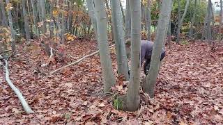 Logging oak trees 🌳 [upl. by Peyton820]