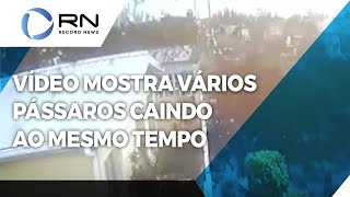 Vídeo mostra centenas de pássaros despencando do céu ao mesmo tempo [upl. by Nyloc]