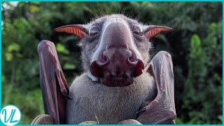 Meet The Bat With Hammer Head  Is The Hammerhead Bat A Real Animal [upl. by Antrim]