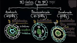 Coelom acoelomate psudocoelomate eucoelomate [upl. by Nagrom459]