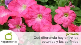 Qué diferencia hay entre las petunias y las surfinias [upl. by Ayor]