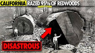 Why California Razed its Ancient Redwood Forests [upl. by Etteroma311]