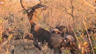 Injured Lion Locked by Buffalo  Buffalo Attack Lions  Wild Animal Life [upl. by Battat]