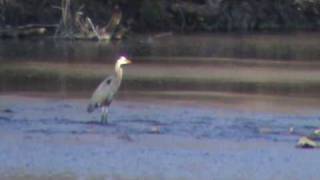 Belted Kingfisher and Great Blue Heron catch a fish in a peaceful stream [upl. by Isbella]