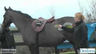 The Mares Oestrus Cycle Part 3  HorseandRider UK [upl. by Adley108]