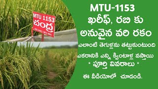 26౼ MTU1153 Paddy variety in telugu  ఎంటి యూ 1153 చంద్ర వరి రకం ౹ MTU 1156 paddy variety duration [upl. by Cawley]