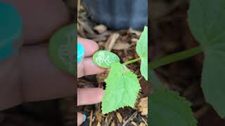 Leaf Miner  pest of the day [upl. by Lleirbag152]