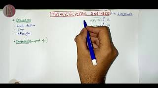 Triacylglycerol Synthesis  Lipid Metabolism  Doctor Z [upl. by Eednam]