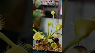 🌿 Meet the TrichterfalleVenusFlytrap known for its unique funnelshaped traps venusflytrapplant [upl. by Aihsa]