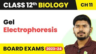 Gel Electrophoresis  Biotechnology Principles and Processes  Class 12 Biology 202223 [upl. by Olegnaleahcim]