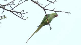 Alexandrine ParakeetHong Kong 2014 [upl. by Cocke598]